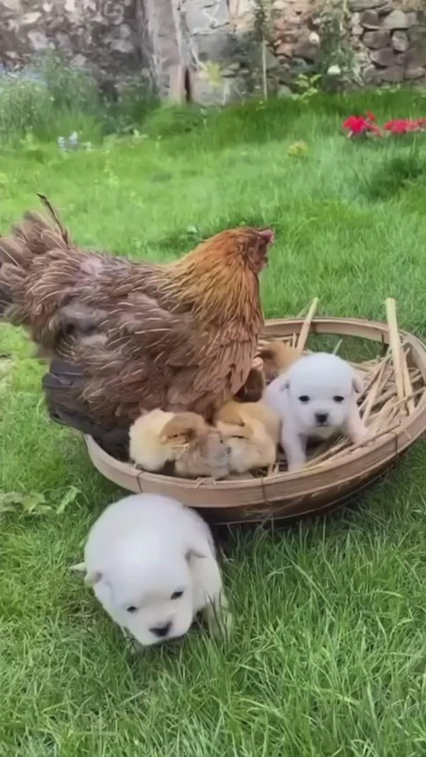 домашнее животное