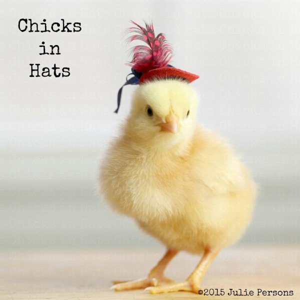 цыпленок курицы