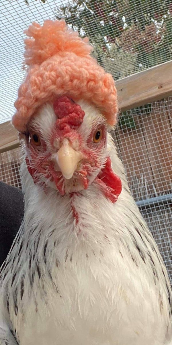 куриная голова