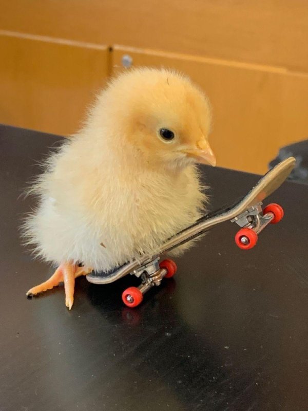 домашние цыплята