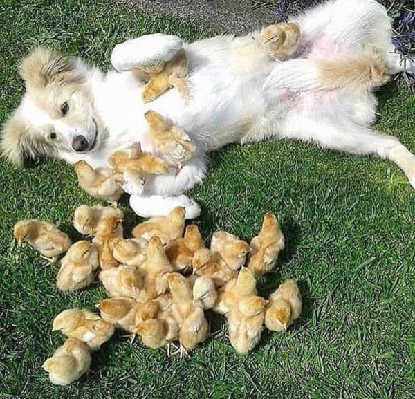 cмешные животные