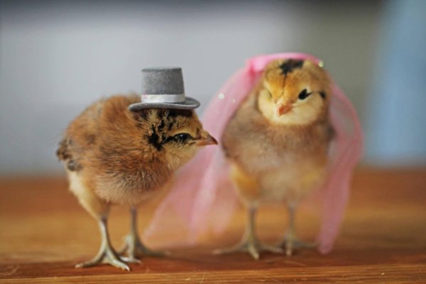 веселый цыпленок