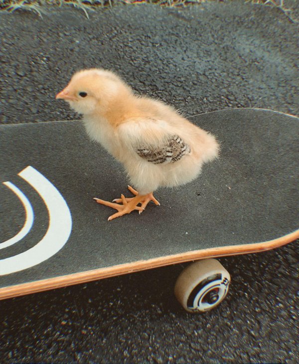 красивые цыплята