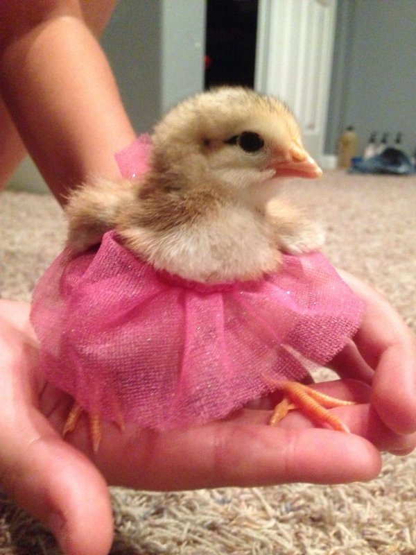 cute chick chicken