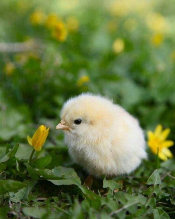 красивые цыплята