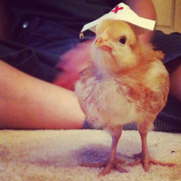 цыпленок юмор