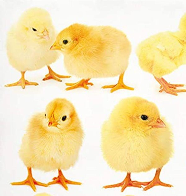 росс 308 бройлер