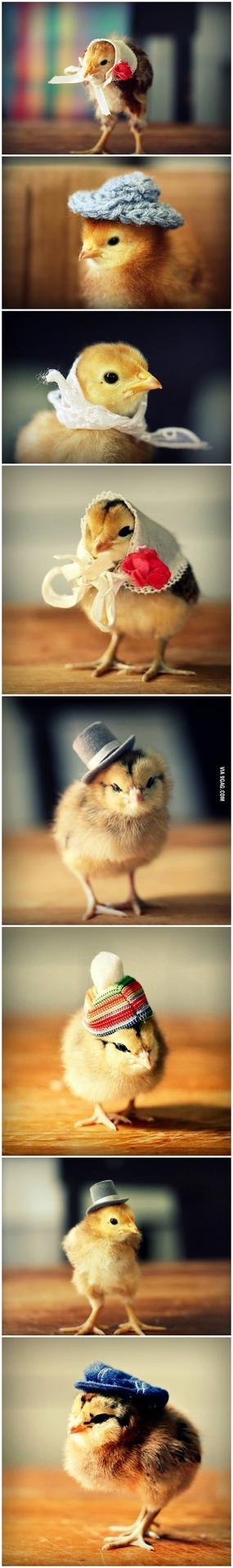 крутой цыпленок