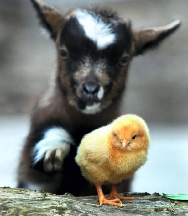 камерунская карликовая коза