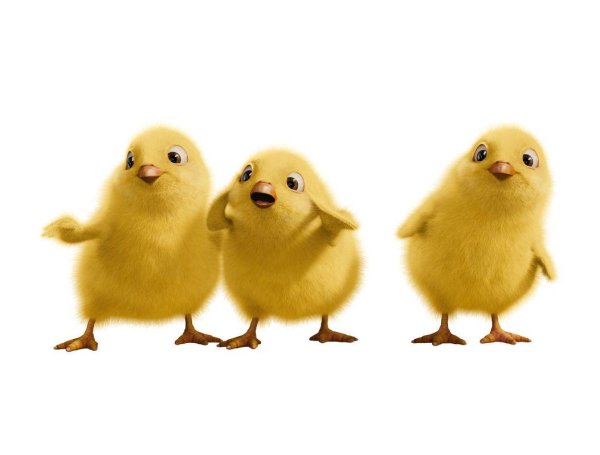 два цыпленка