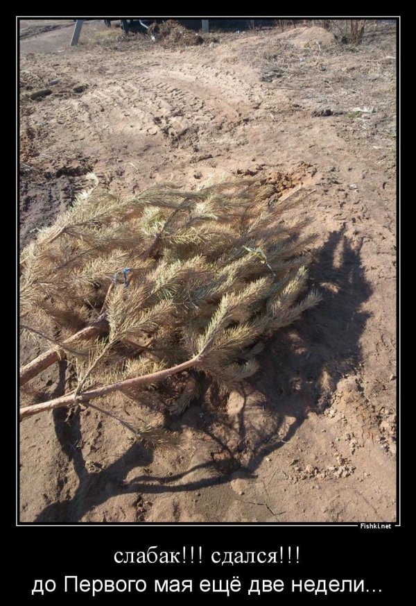 сосновые леса