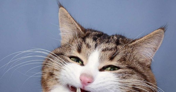 улыбающаяся кошка