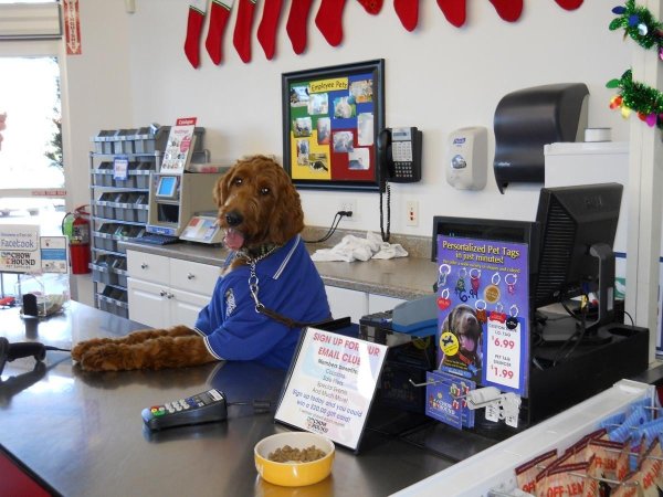 ирландские сеттеры