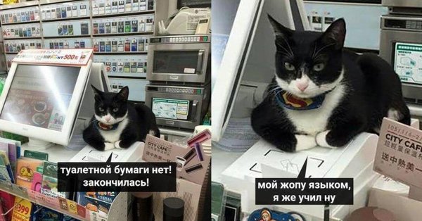 кот на кассе