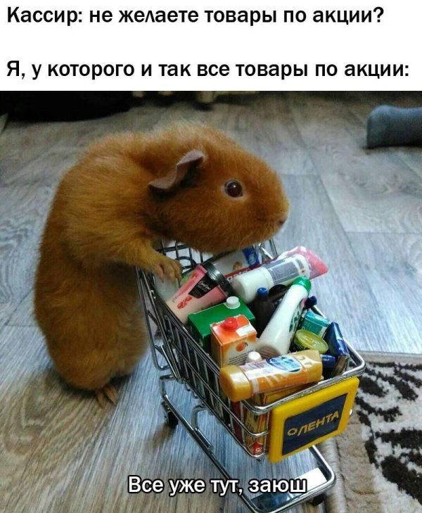 морская свинка