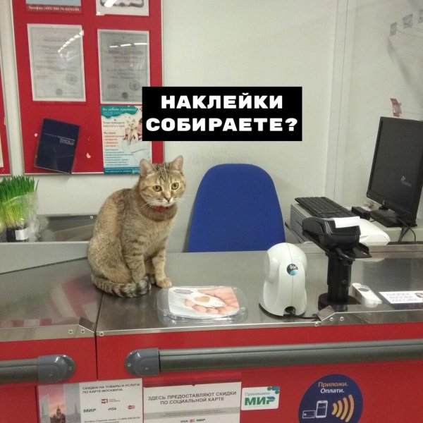 коты в кассе