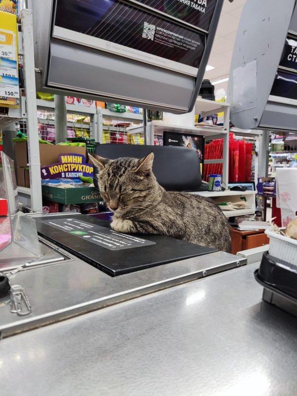 кошка в магазине