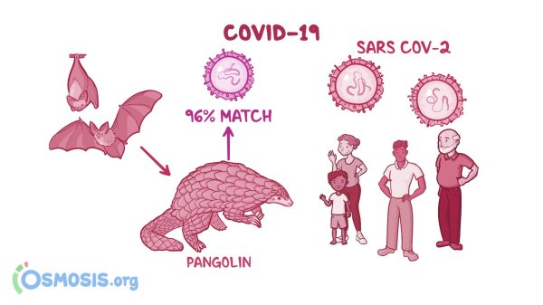 происхождение sarscov2