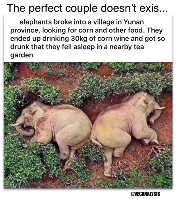 слоны алкоголики