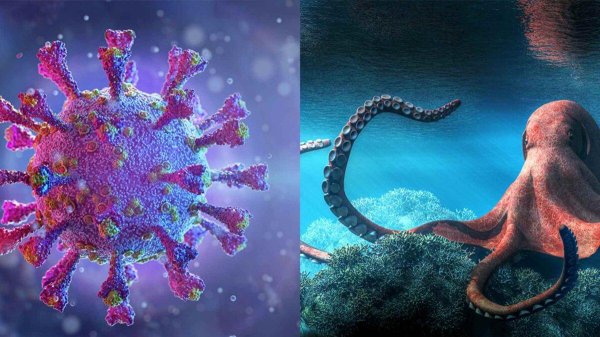 что такое кракен