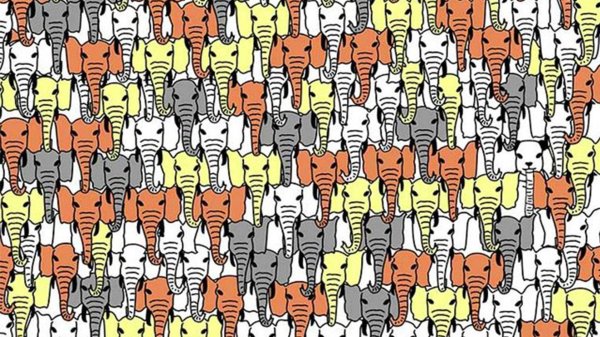 найди кота среди сов