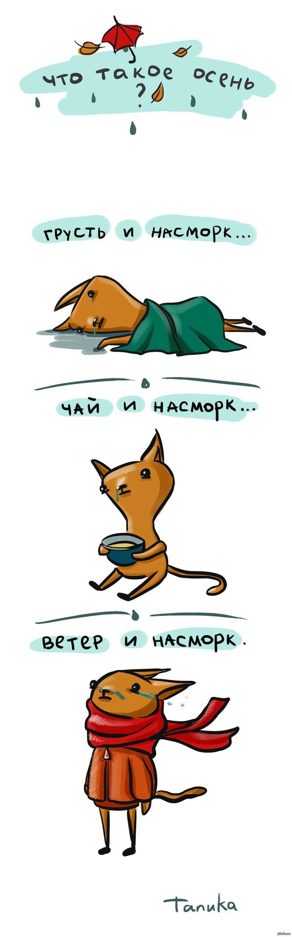 лисенок супь