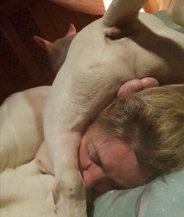 спящая свинья