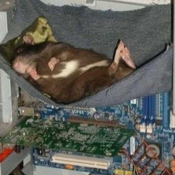 спящие крысы