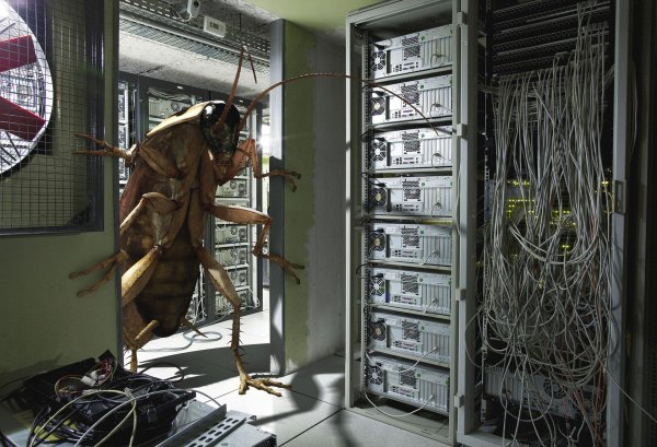 гигантские тараканы