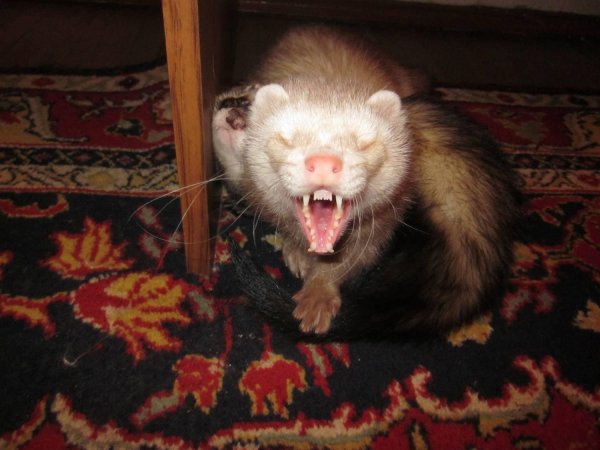 зубы хорьков