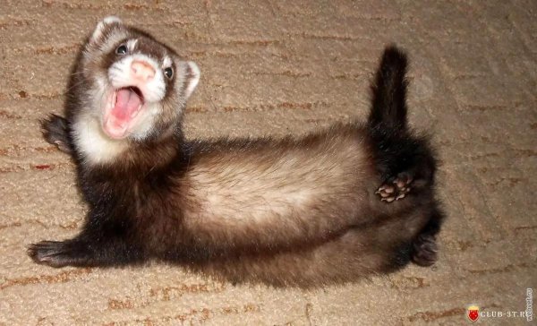 хорёк домашний