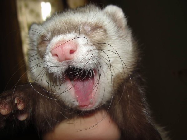 зубы хорьков