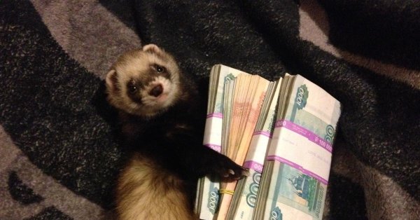 хорек с деньгами