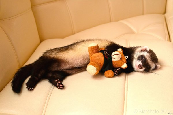 хорёк домашний