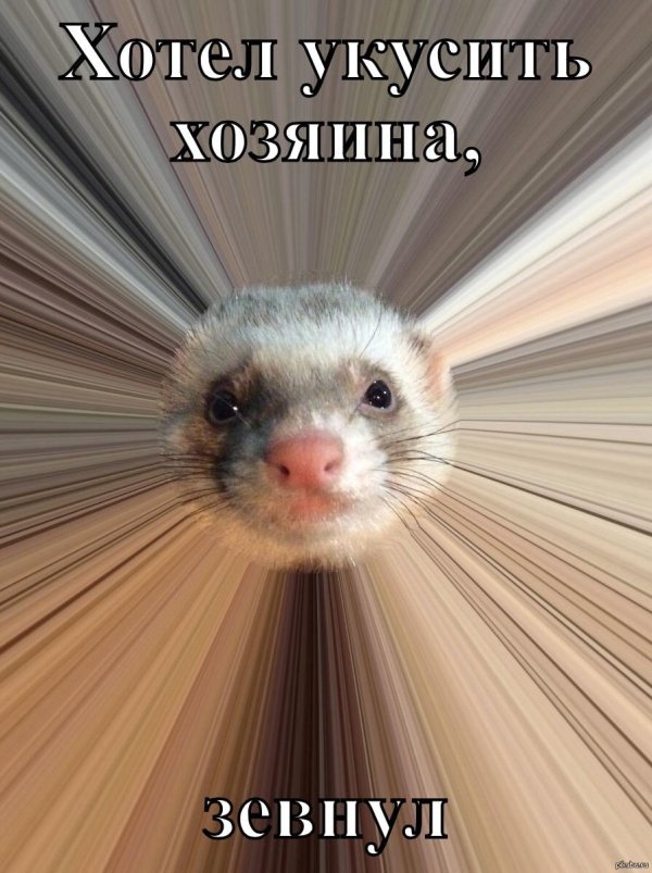 хорьки животные