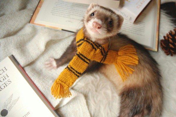 пуффендуй эстетика