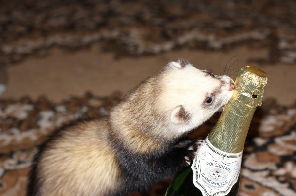 фретка хонорик хорёк