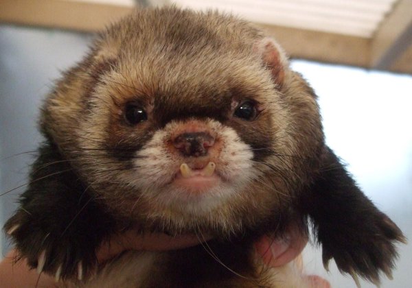 харёк животное