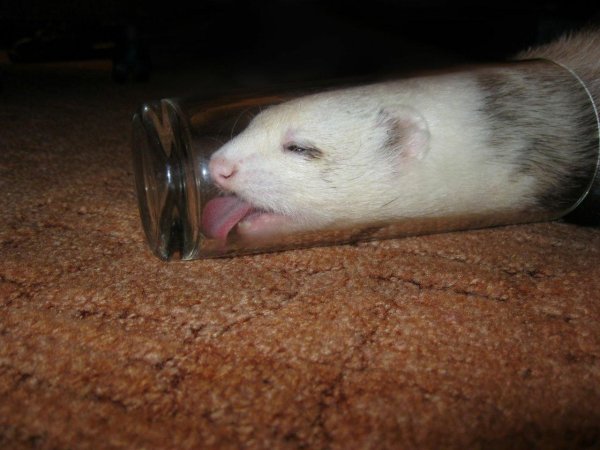 ручной хорек