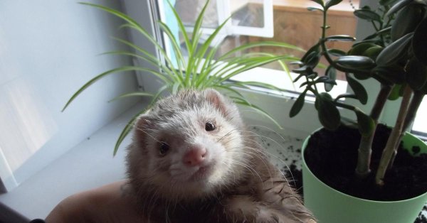 фретка хонорик хорёк