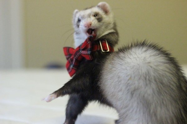 для хорьков