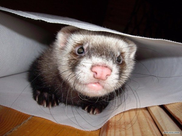 фотография хорька