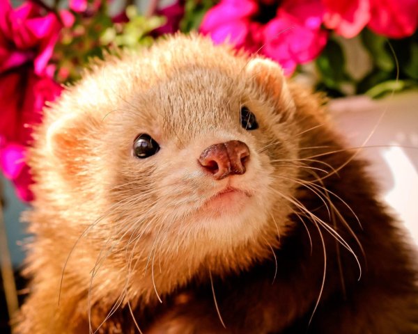 золотистая фретка