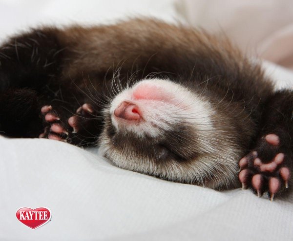 хорёк домашний