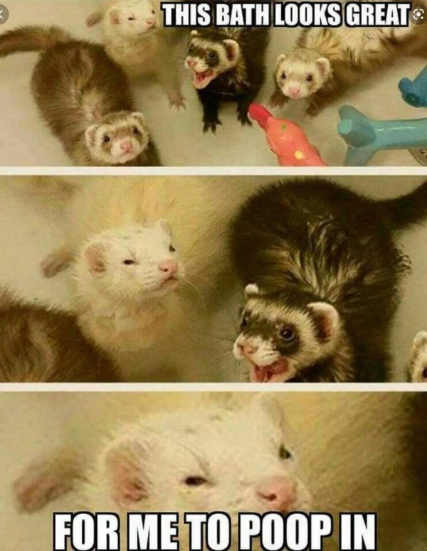 ferret care