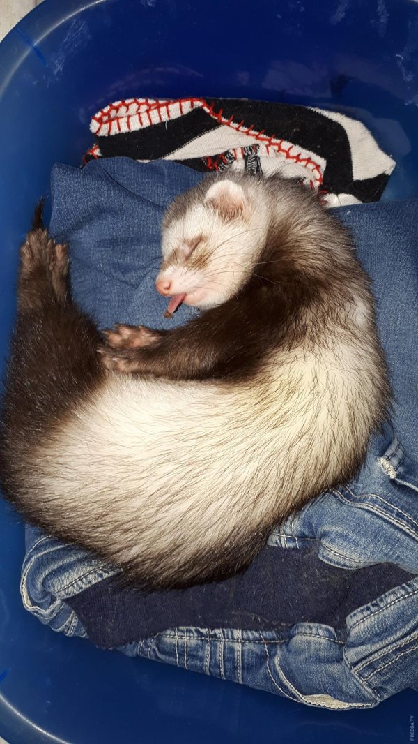 хорёк домашний