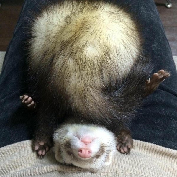 хорёк домашний