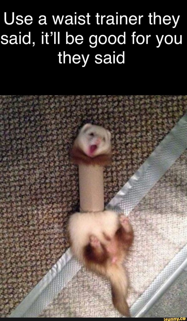 мемы с хорьками