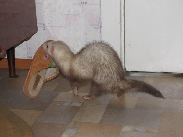 окрасы хорьков