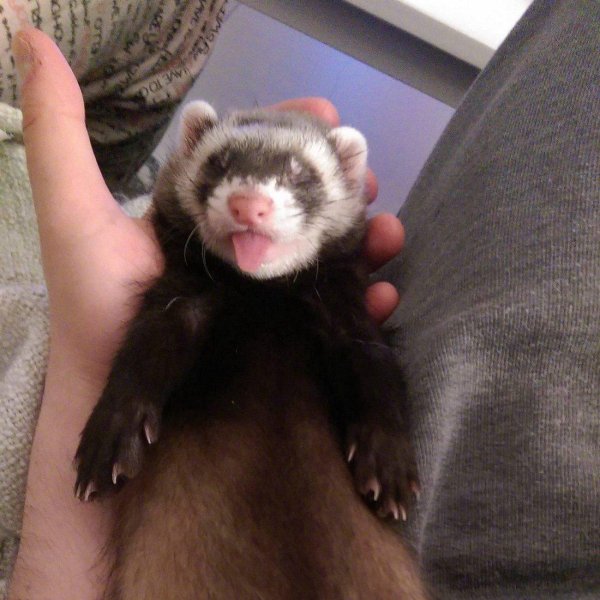 хонорик животное